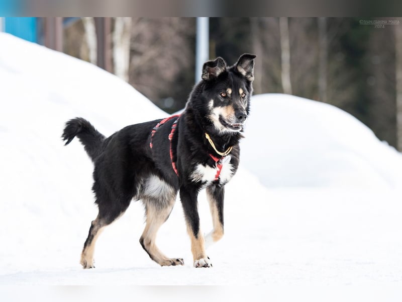 Familienhund Sirena sucht ihr Zuhause