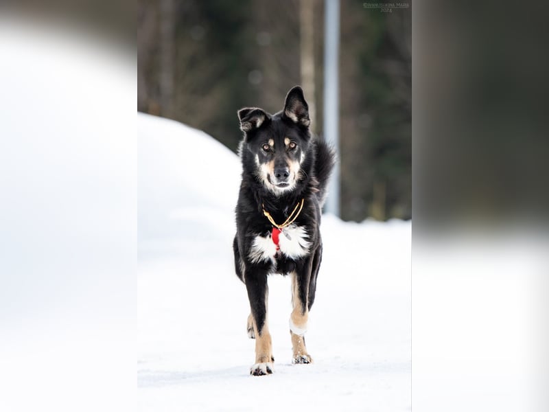 Familienhund Sirena sucht ihr Zuhause