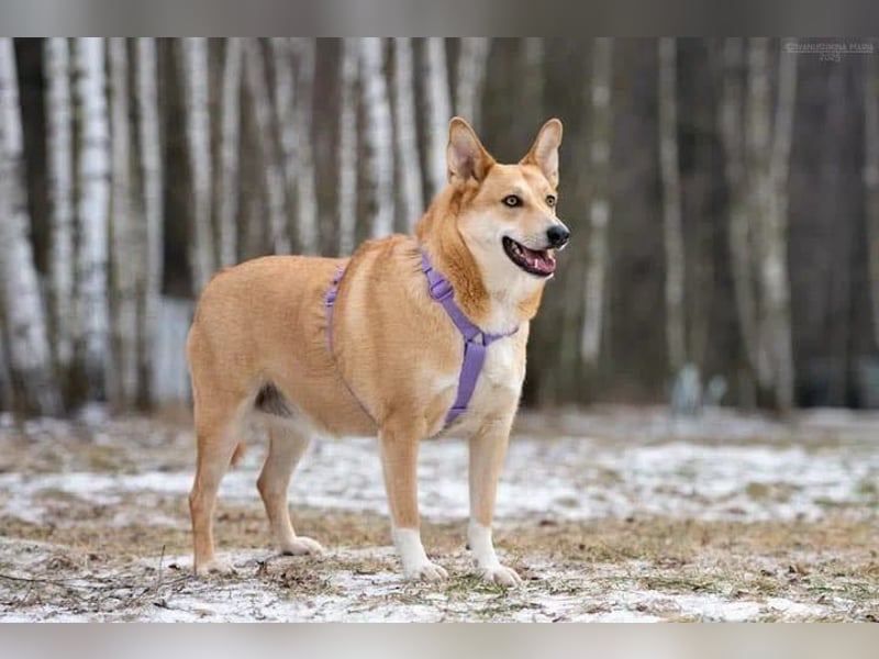 Freundliche Rizhulja sucht ihre Menschen Freundliche Rizhulja sucht ihre Menschen