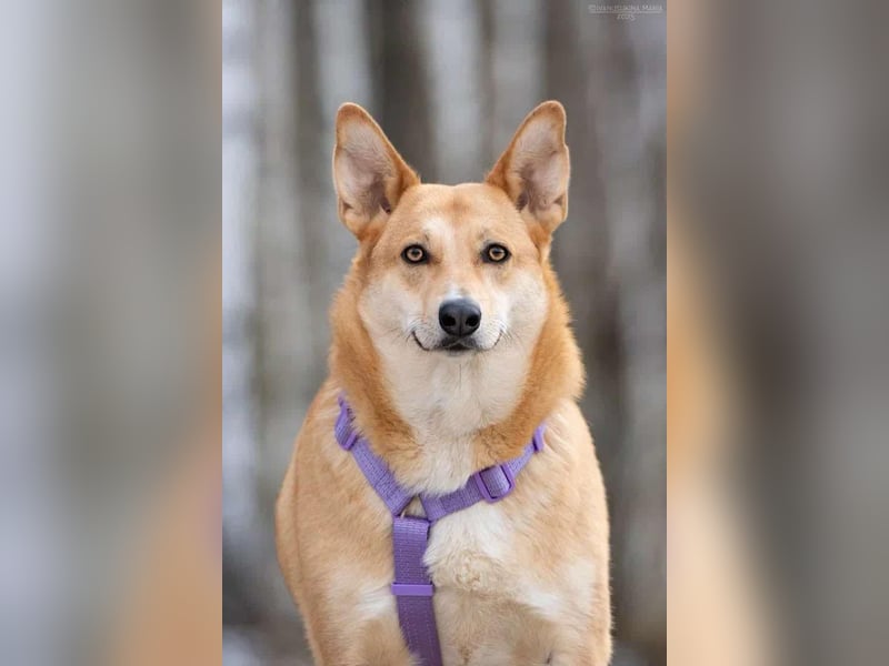 Freundliche Rizhulja sucht ihre Menschen Freundliche Rizhulja sucht ihre Menschen