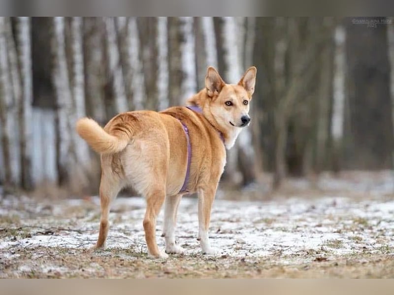 Freundliche Rizhulja sucht ihre Menschen Freundliche Rizhulja sucht ihre Menschen