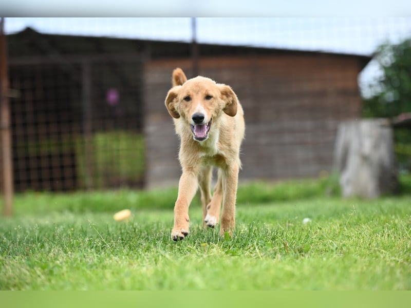 Pablo - ein liebevoller junger Rüde sucht ein Zuhause