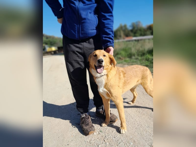 Pablo - ein liebevoller junger Rüde sucht ein Zuhause