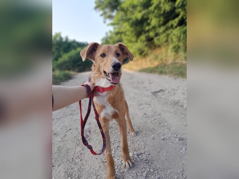 Pablo - ein liebevoller junger Rüde sucht ein Zuhause