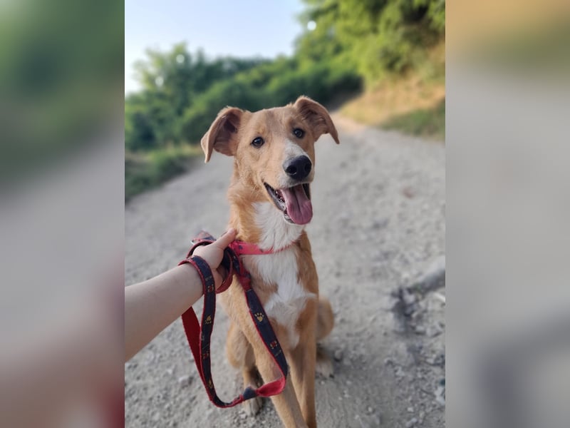 Pablo - ein liebevoller junger Rüde sucht ein Zuhause