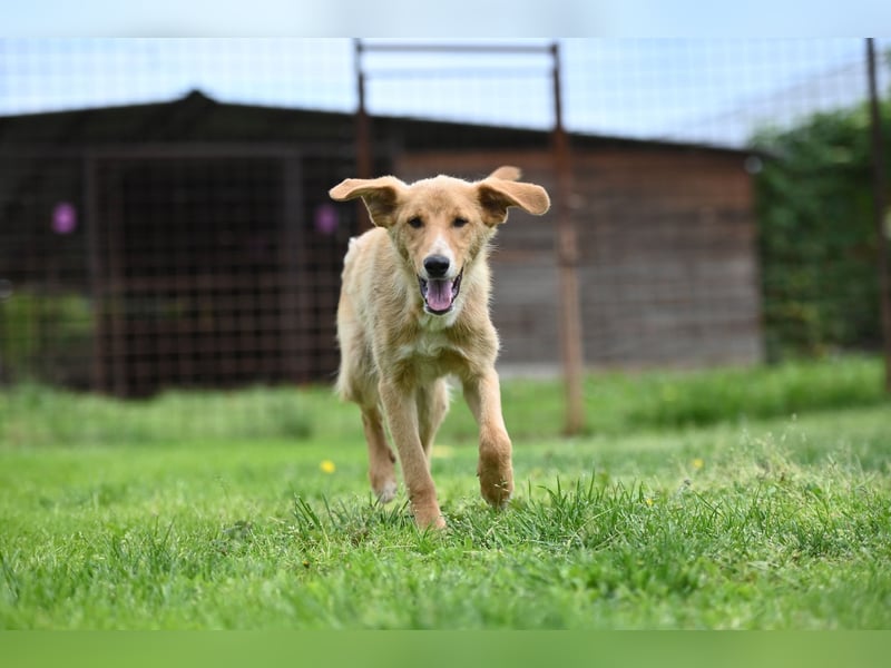 Pablo - ein liebevoller junger Rüde sucht ein Zuhause