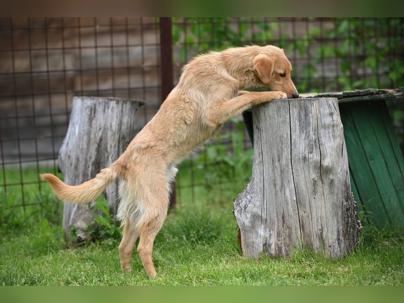 Pablo - ein liebevoller junger Rüde sucht ein Zuhause