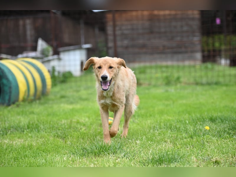 Pablo - ein liebevoller junger Rüde sucht ein Zuhause