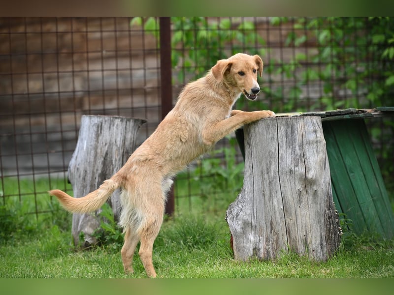 Pablo - ein liebevoller junger Rüde sucht ein Zuhause