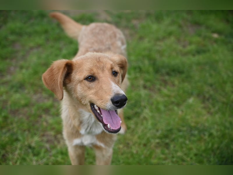Pablo - ein liebevoller junger Rüde sucht ein Zuhause