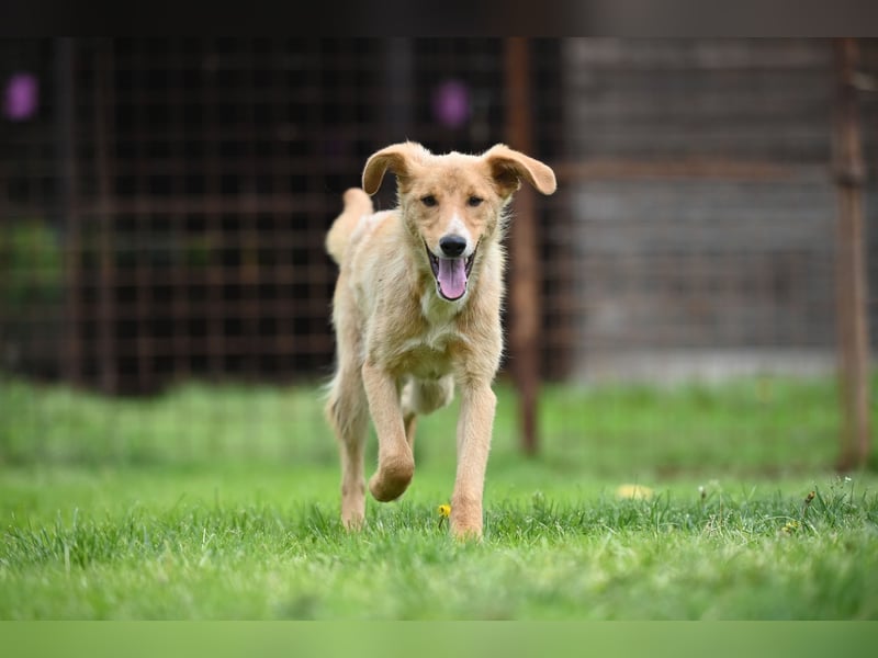 Pablo - ein liebevoller junger Rüde sucht ein Zuhause