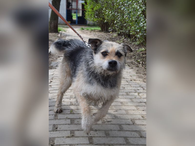 Capone - freundlicher, menschenbezogener Rüde