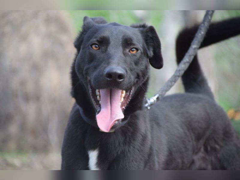 Lacy - freundlicher, aufgeschlossener, neugieriger Rüde