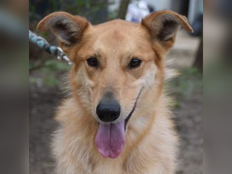 Plum - verschmuster, aufgeschlossener & freundlicher Rüde