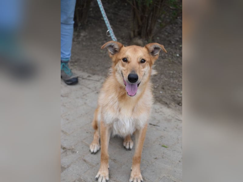 Plum - verschmuster, aufgeschlossener & freundlicher Rüde