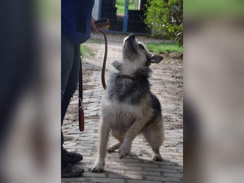 Capone - freundlicher, menschenbezogener Rüde