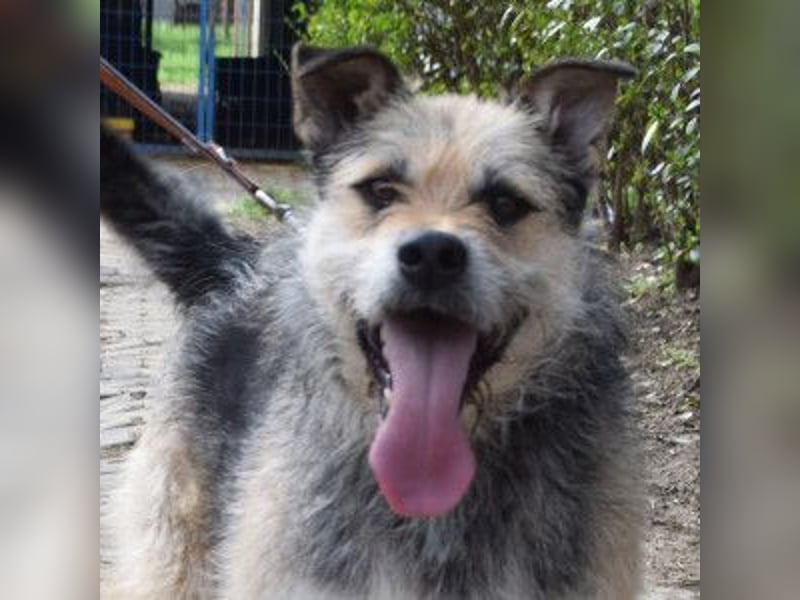 Capone - freundlicher, menschenbezogener Rüde