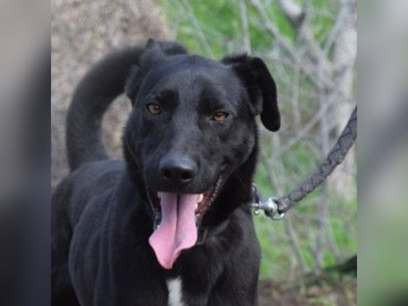 Lacy - freundlicher, aufgeschlossener, neugieriger Rüde