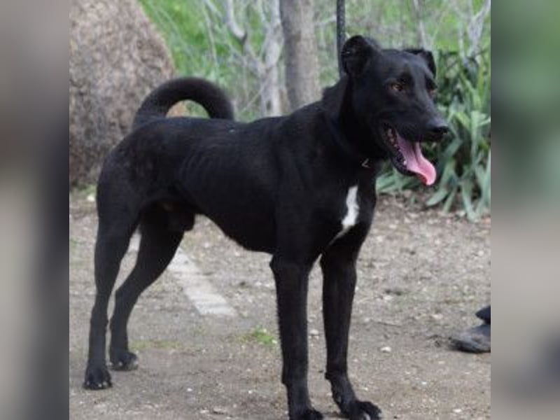 Lacy - freundlicher, aufgeschlossener, neugieriger Rüde