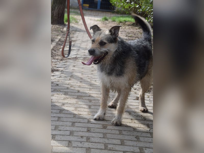 Capone - freundlicher, menschenbezogener Rüde