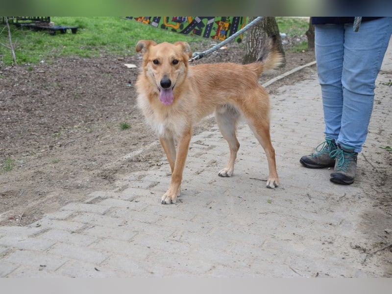 Plum - verschmuster, aufgeschlossener & freundlicher Rüde