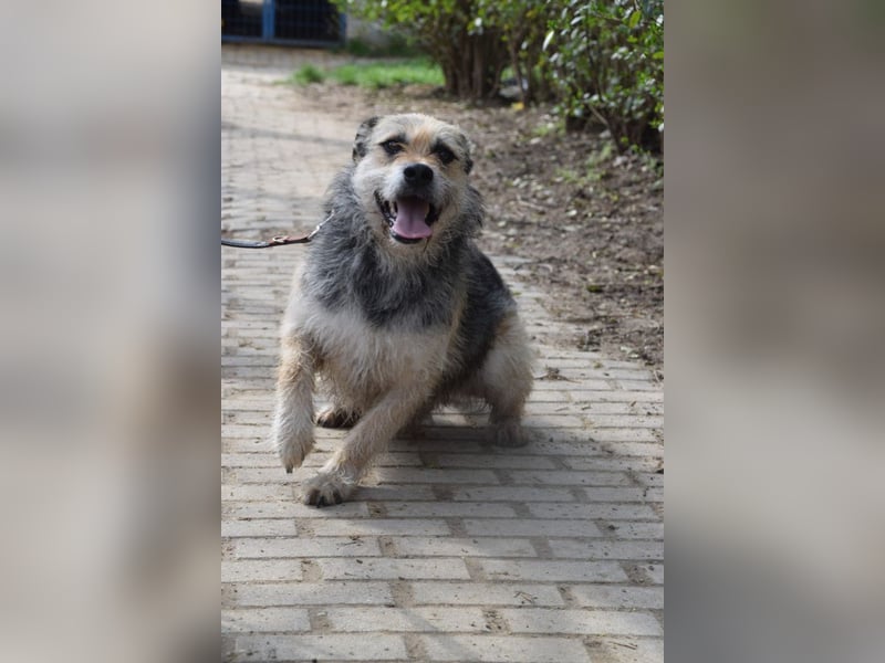 Capone - freundlicher, menschenbezogener Rüde