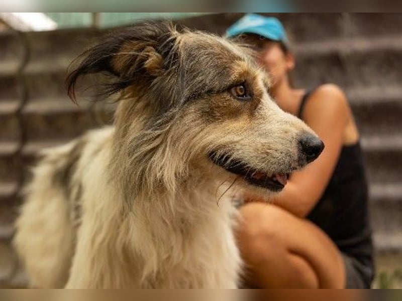 Hübsche Lucy sucht liebevolles Zuhause