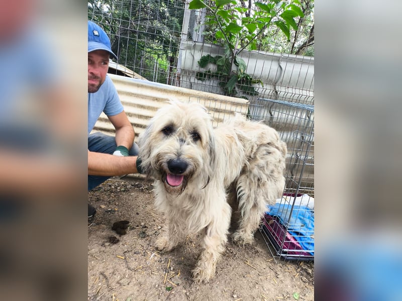 MAJA - freundliche, unkomplizierte Hündin sucht ihre Menschen
