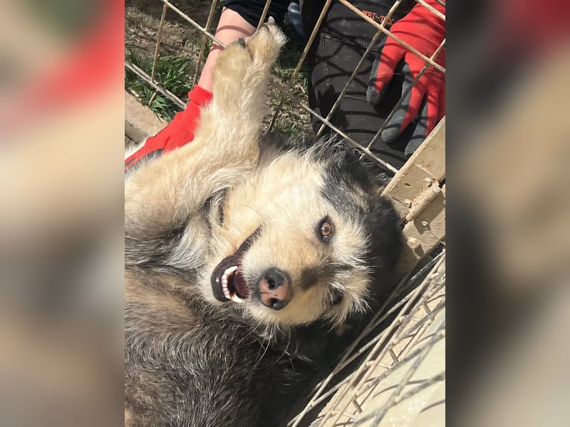 JOKER - verschmuster, aktiver Rüde sucht endlich seine Chance