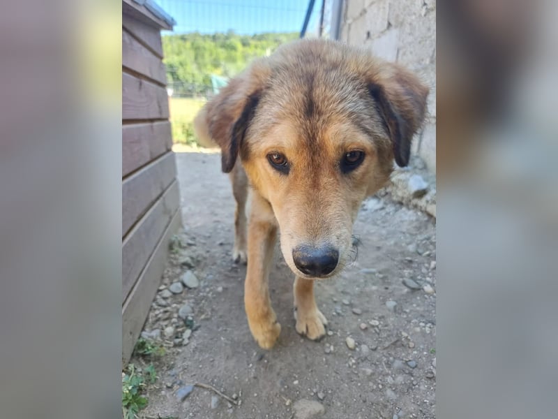 PRAHA - sanfte und menschenbezogene Junghündin sucht ihr Zuhause