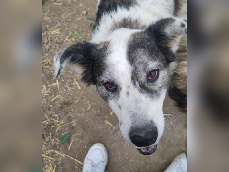 Verschmuste, anhängliche Diana sucht ihre Familie