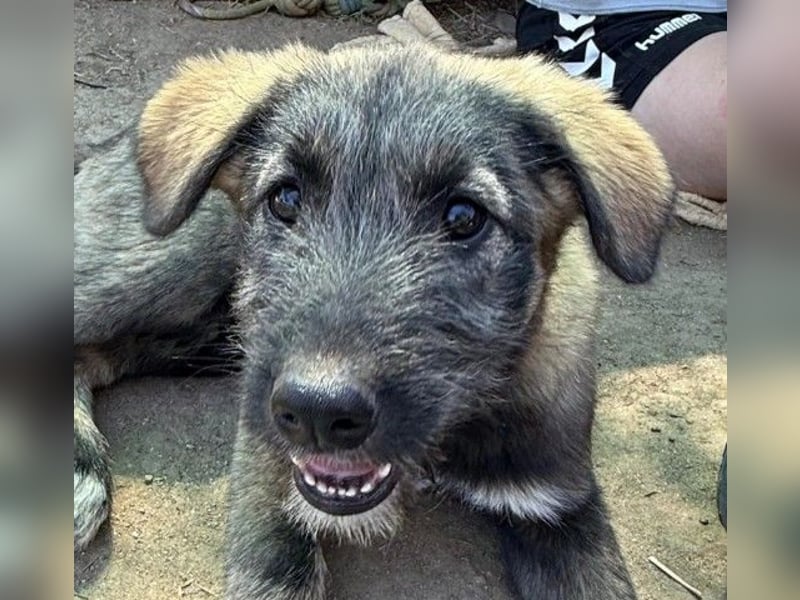 EDDA - verschmustes, aufgewecktes Welpenmädchen sucht ihre Familie