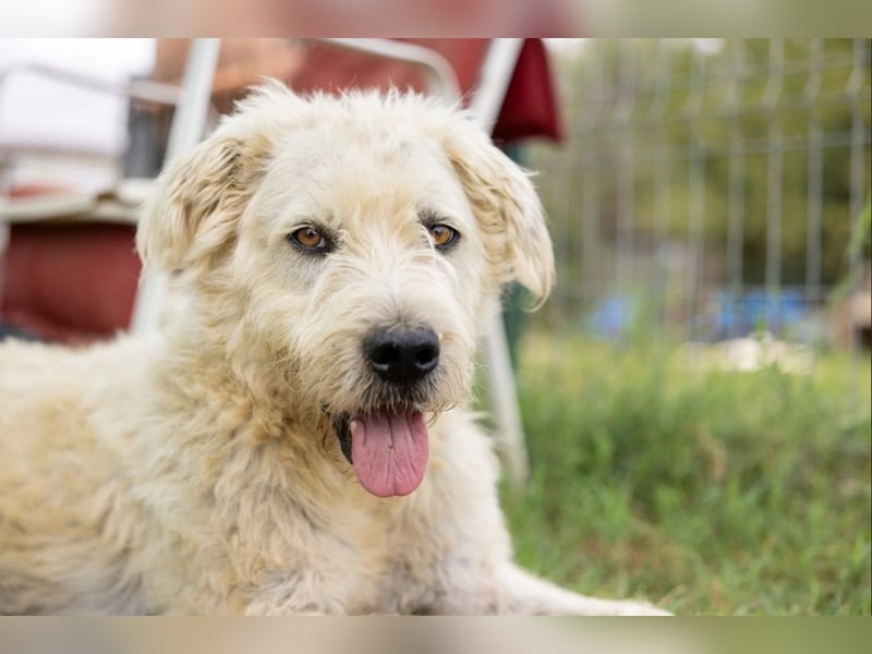 ALBO - ruhiger, liebenswerter Rüde sucht seine große Chance