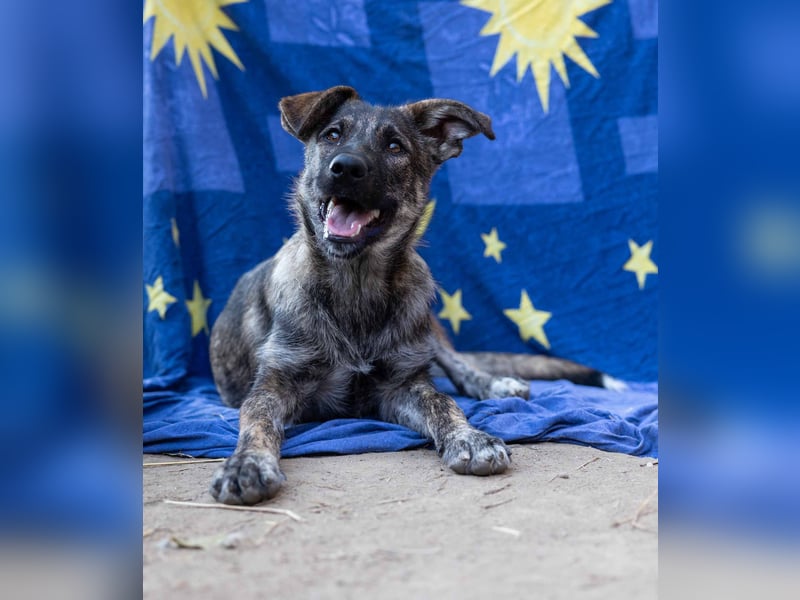 Cantabile tolle junge Hündin sucht ihre Menschen Cantabile tolle junge Hündin sucht ihre Menschen