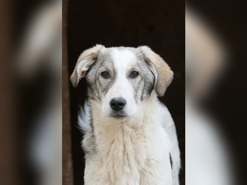 HELMI - toller Jungrüde sucht liebevolles Zuhause