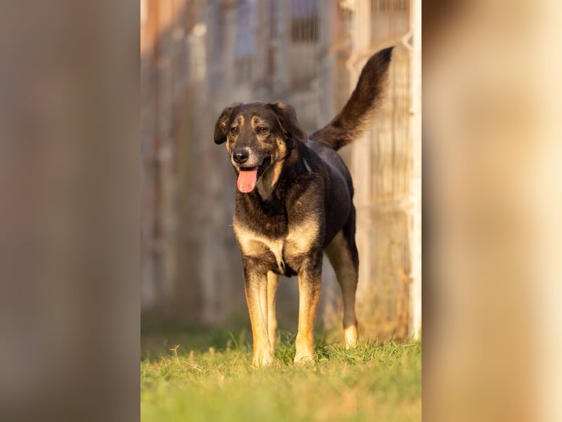 Bubulina vorsichtig & lieb sucht ihre Herzensmenschen Bubulina vorsichtig & lieb sucht ihre Herzensmenschen