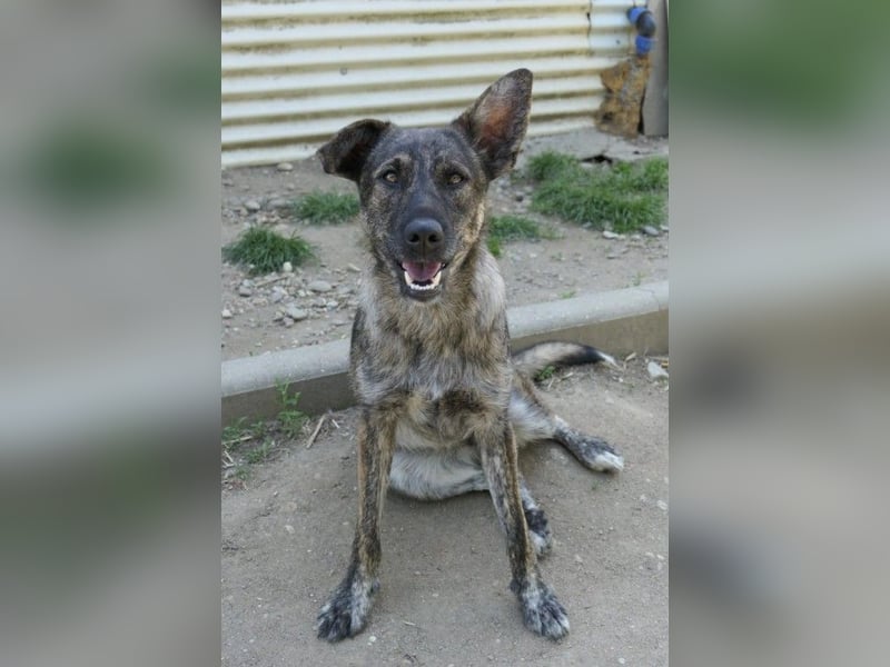 Cantabile tolle junge Hündin sucht ihre Menschen Cantabile tolle junge Hündin sucht ihre Menschen