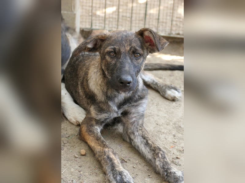 Cantabile tolle junge Hündin sucht ihre Menschen Cantabile tolle junge Hündin sucht ihre Menschen