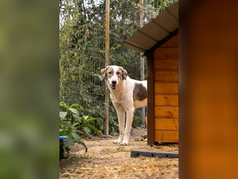 HELMI - toller Jungrüde sucht liebevolles Zuhause
