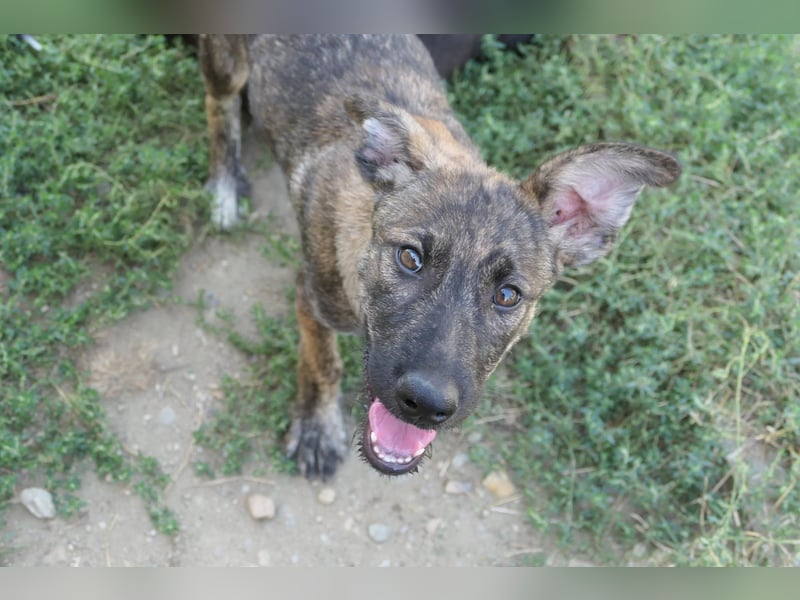 Cantabile tolle junge Hündin sucht ihre Menschen Cantabile tolle junge Hündin sucht ihre Menschen