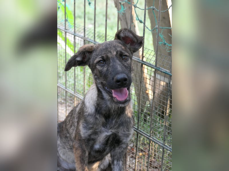 Cantabile tolle junge Hündin sucht ihre Menschen Cantabile tolle junge Hündin sucht ihre Menschen