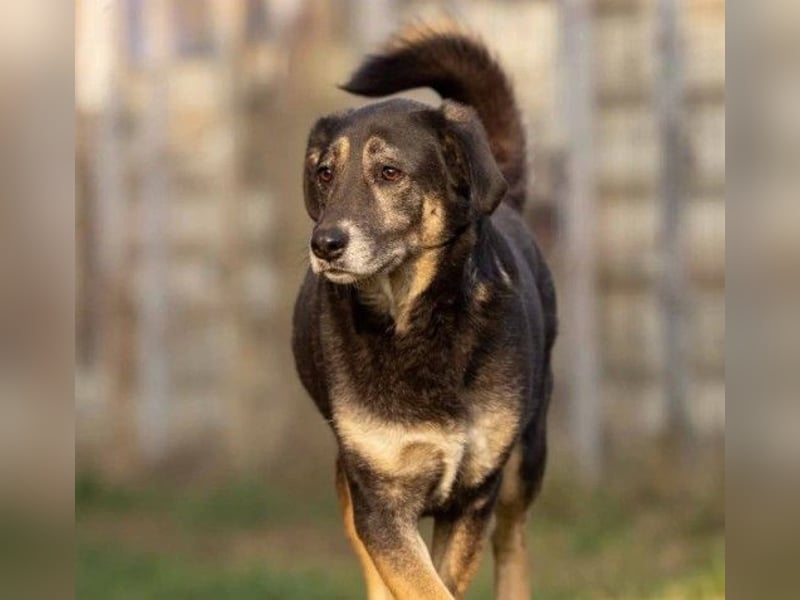 Liebe Bubulina sucht dringend ihre Menschen