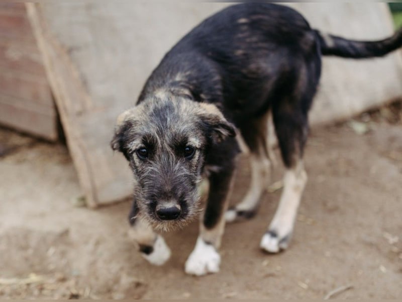 EDDA - verschmustes, aufgewecktes Welpenmädchen sucht ihre Familie