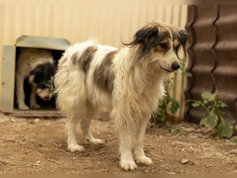 Hübsche Lucy sucht liebevolles Zuhause