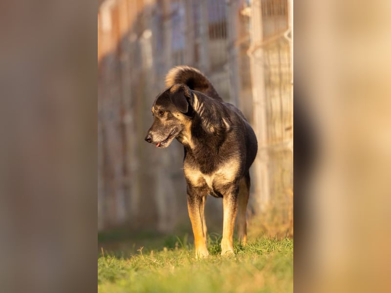 Bubulina vorsichtig & lieb sucht ihre Herzensmenschen Bubulina vorsichtig & lieb sucht ihre Herzensmenschen