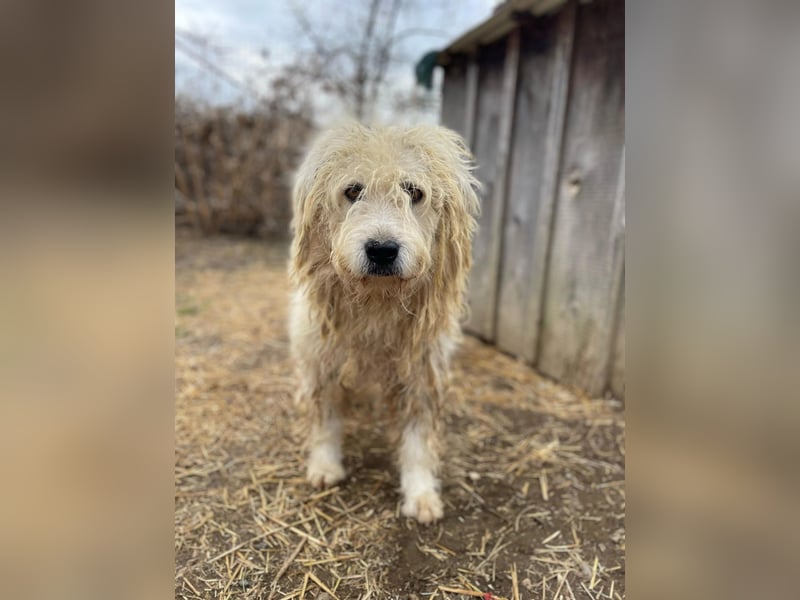 ALBO - ruhiger, liebenswerter Rüde sucht seine große Chance
