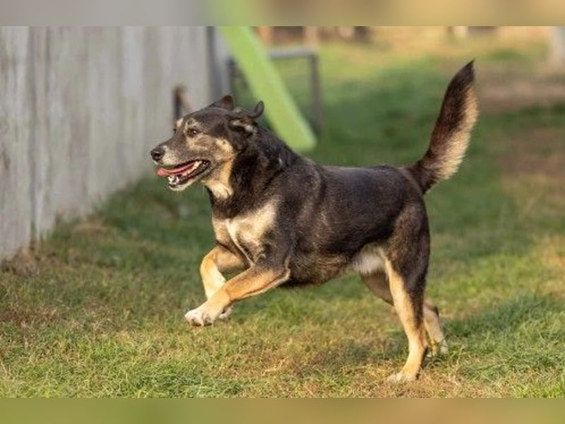 Liebe Bubulina sucht dringend ihre Menschen