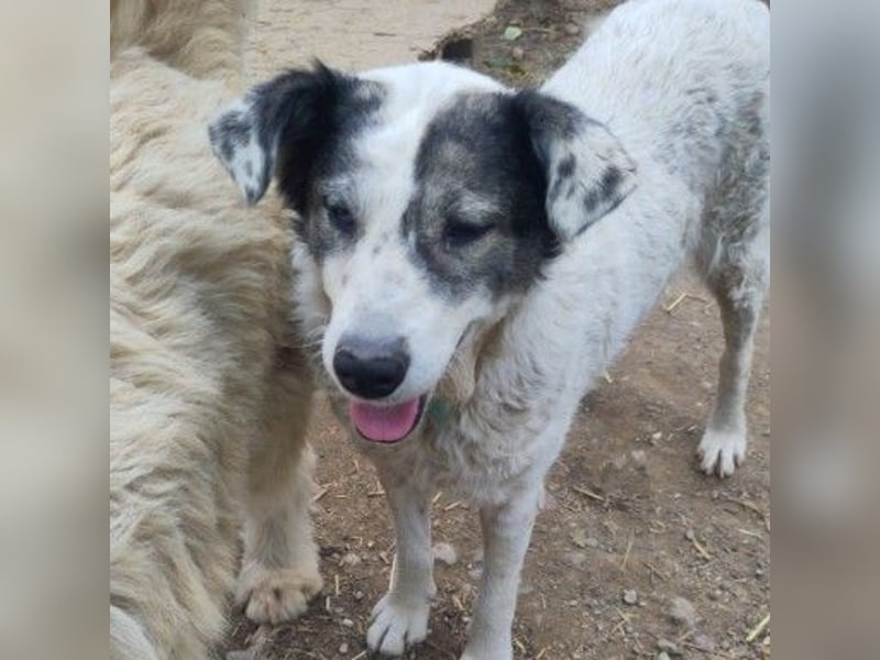 Verschmuste, anhängliche Diana sucht ihre Familie