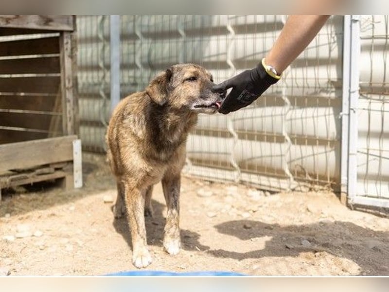 Beghei  hat es so verdient ein Zuhause zu finden