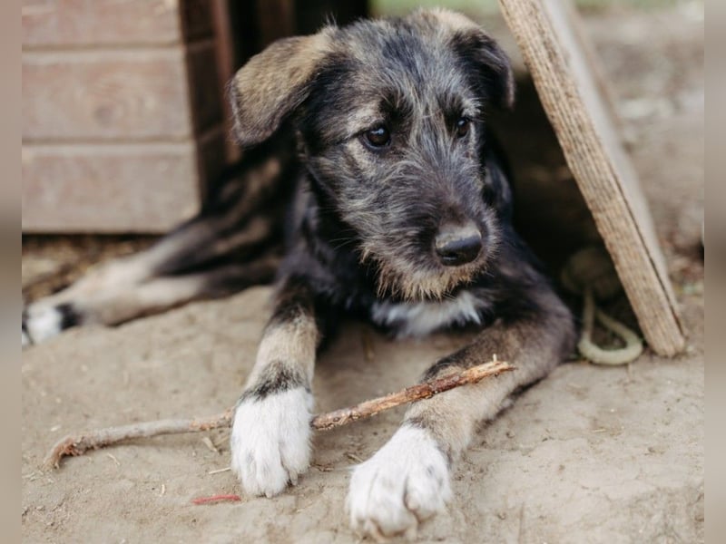 EDDA - verschmustes, aufgewecktes Welpenmädchen sucht ihre Familie